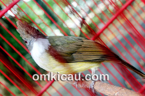 Cucak jenggot Ratu Jagad