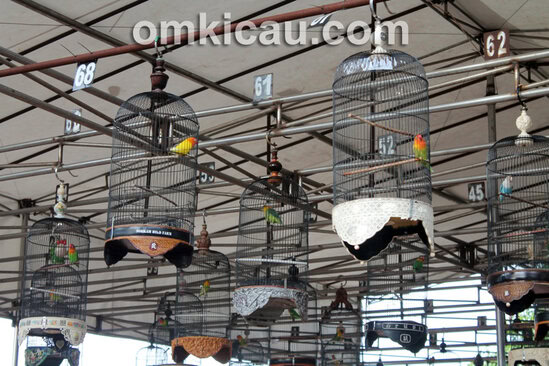 Lomba Burung Jatijajar Fiesta
