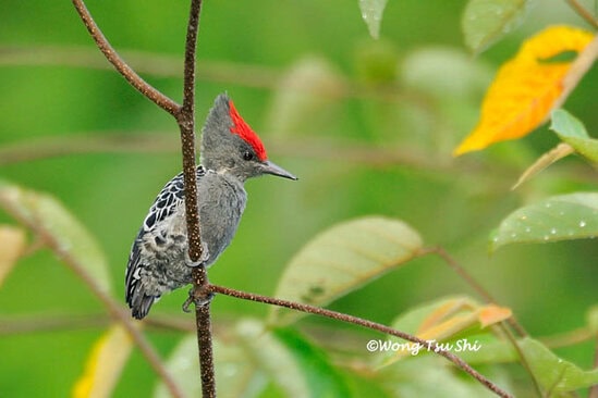 Caladi tikotok atau Grey-and-buff wodpecker (Hemicircus concretus)