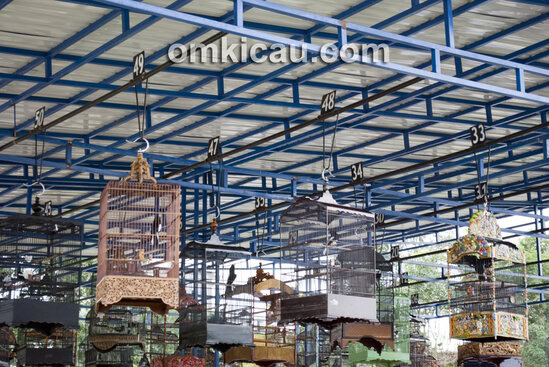 Arena Lomba Burung Polder Air Hitam Samarinda