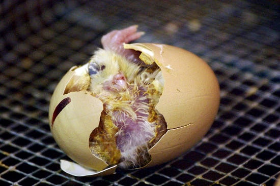 penelitian burung langka