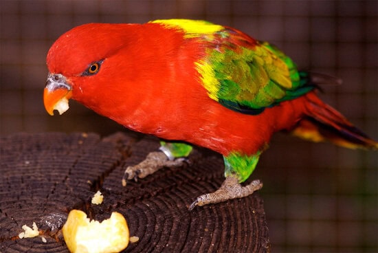 Burung kasturi ternate (Lorius garrulus).