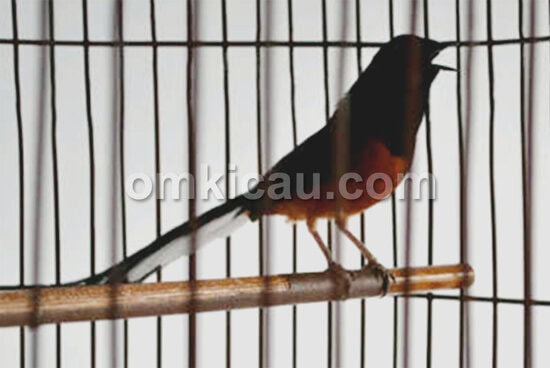 memperbaiki penampilan murai batu kurang ngotot memperbaiki penampilan murai batu kurang ngotot