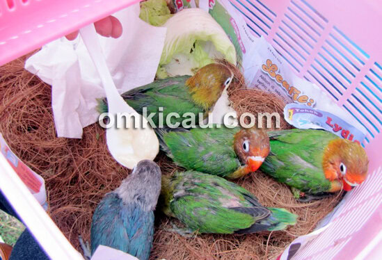 penangkaran lovebird