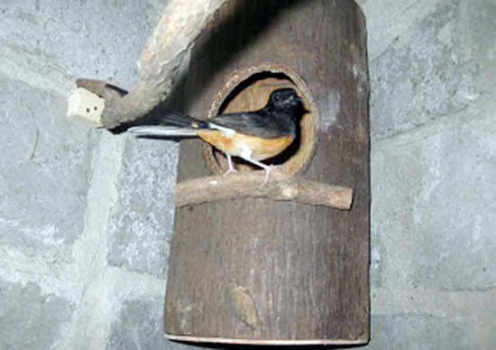 Sarang murai batu dari batang tanaman palem.