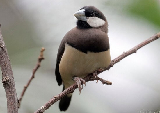 GELATIK TIMOR: Burung endemik di Nusa Tenggara Timur.