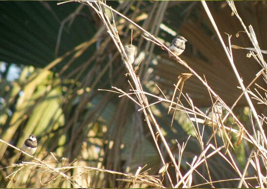 Burung gelatik timor di areal tanaman padi.