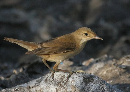 Burung marsh warbler