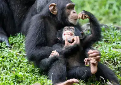 chimpanzee-tracking-kibale-national-park