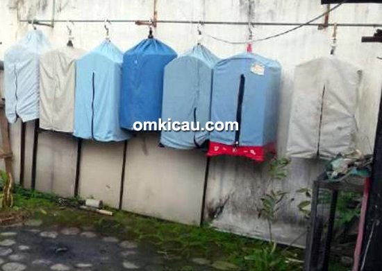 cara merawat cendet jawara