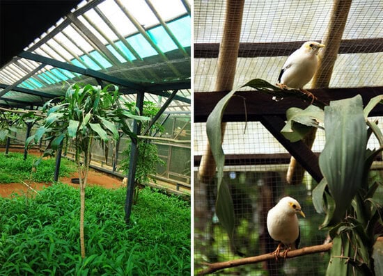 Konservasi dan penangkaran Jalak putih di Cikananga Wild Life Center