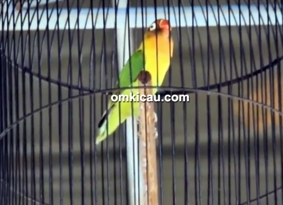 Lovebird Sleboor Lovebird Sleboor