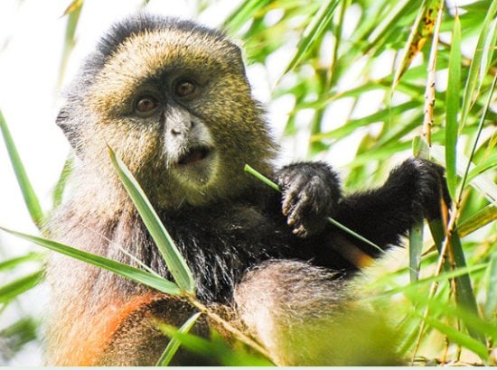 6 days Nyungwe and Volcanoes National Park Safari