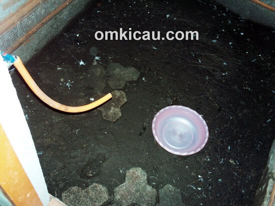 Bak mandi di salah satu sudut kandang jalak bali.