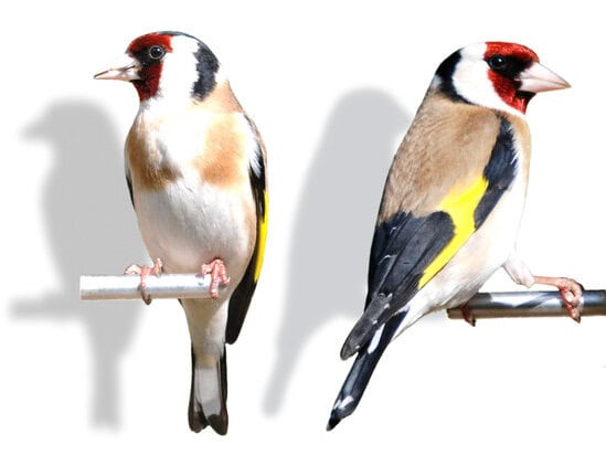Goldfinch eropa (tampak depan dan samping)
