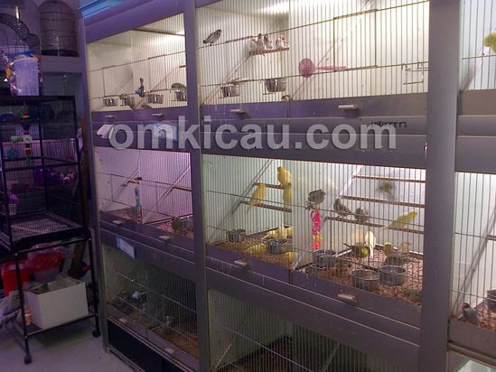 Display burung yang dijual oleh petshop di Victoria Market.