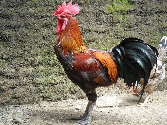 Ayam pelung kini semakin banyak dipelihara di berbagai daerah di Indonesia