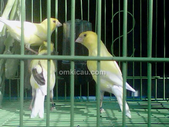 ZQ Bird Farm Jakarta