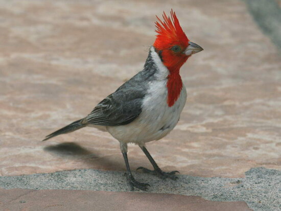 Angry bird jantan dicirikan dengan jambul merah
