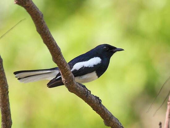 kacer asia atau Oriental magpie-robin