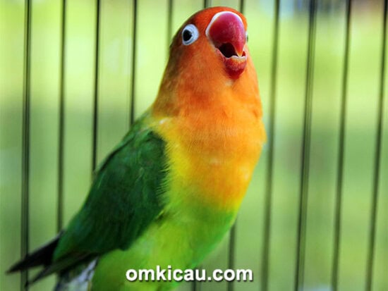 Lovebird Opium