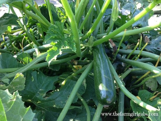 zucchini plant