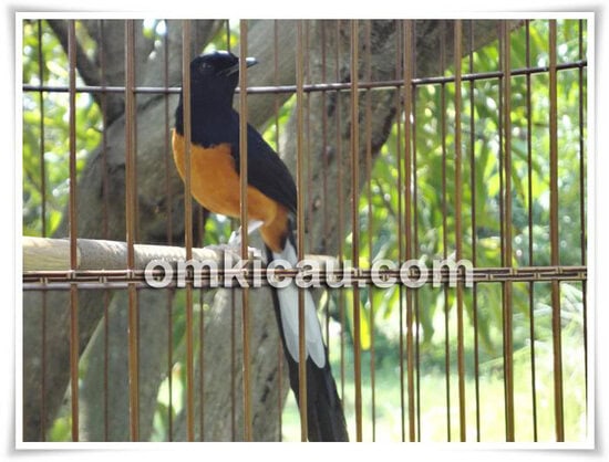 Ditempel 11 ekor burung dari 8 jenis burung