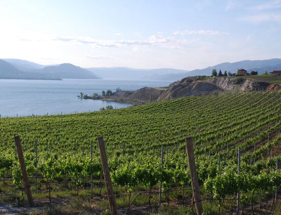 The Official British Columbia Wine Tour Handbook