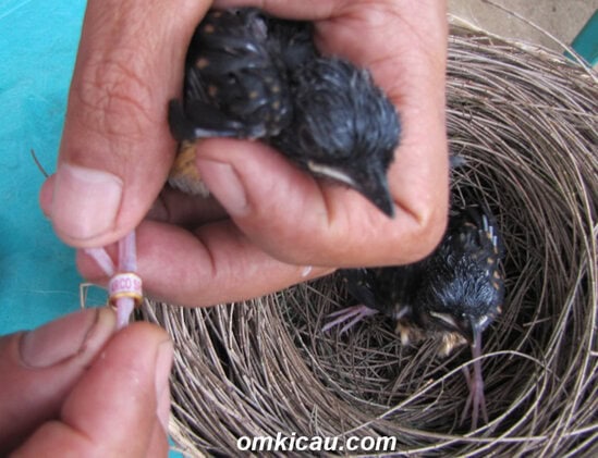 Pemasangan ring ARCO dilakukan saat anakan dipisahkan dari induknya.