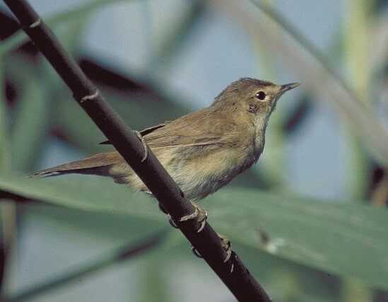 Burung marsh warbler
