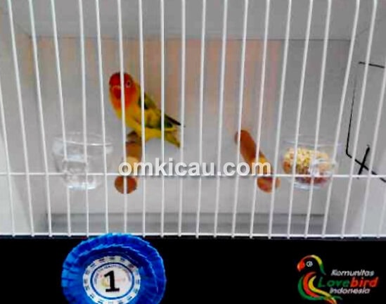 Lovebird Berti milik Kimsin (Jakarta).