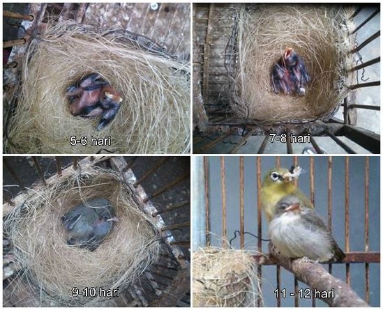Perjalanan anakan pleci menuju dewasa