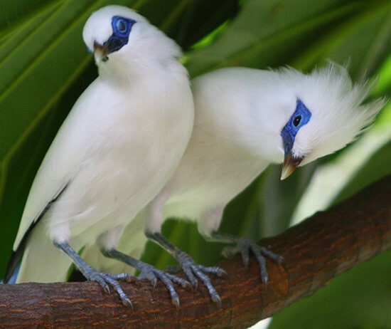 Burung jalak bali