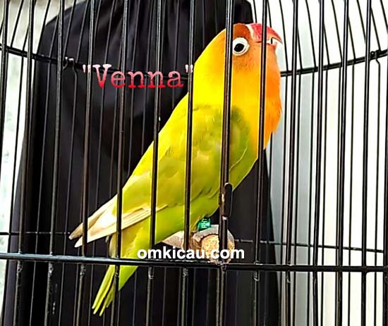 Lovebird Venna