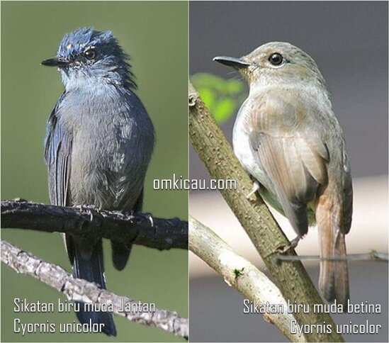 Burung sikatan biru-muda jantan dan betina