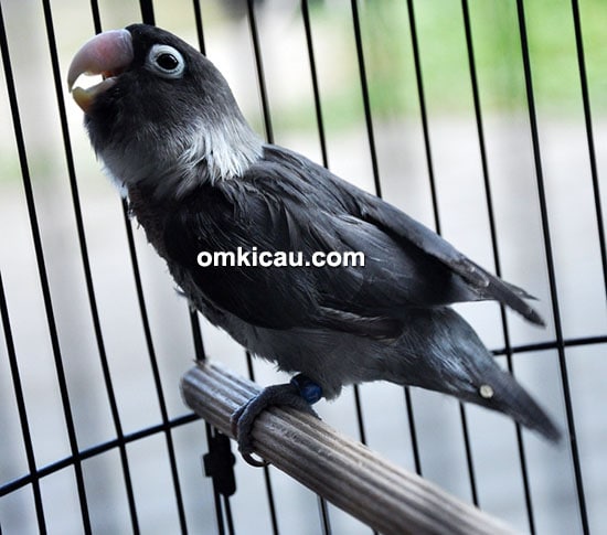 Lovebird Black Lady