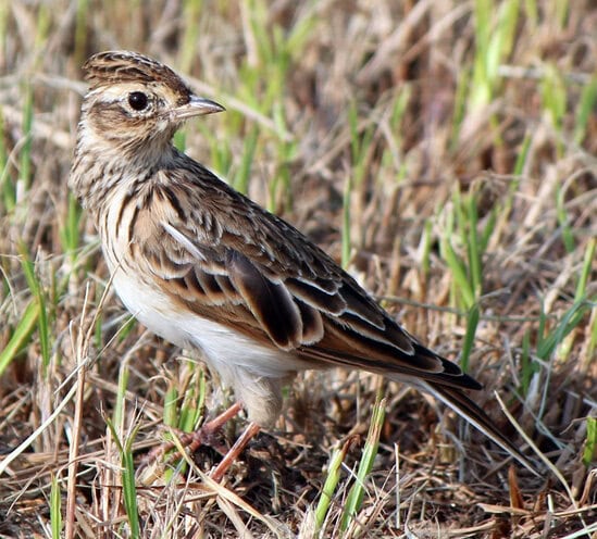 Burung sanma jepang (Alauda japonica)