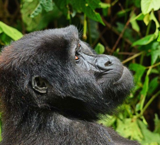 Is Rwanda Safe
