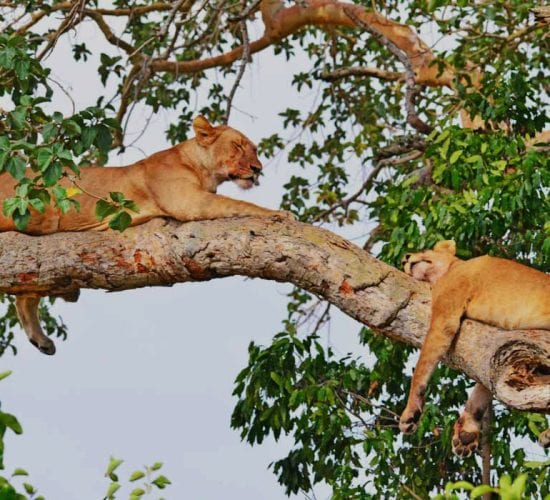 Lion resting in Uganda Queen Elizabeth National Park