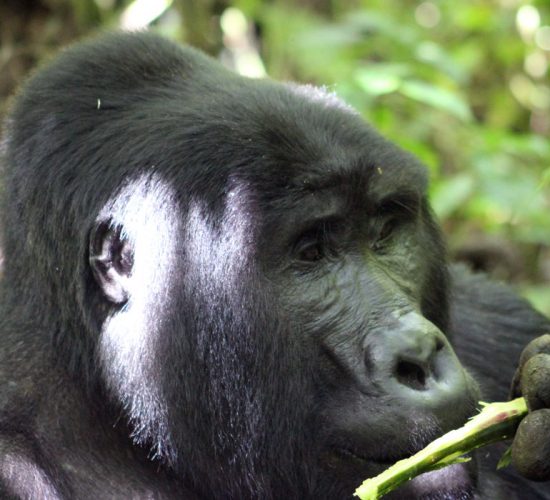 Rwanda's Agri-Tourism and Primate Logistics