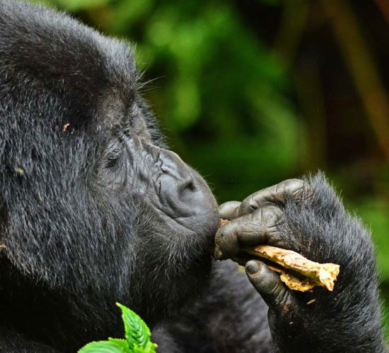 Masai Mara Safari with Gorilla Trekking Safaris