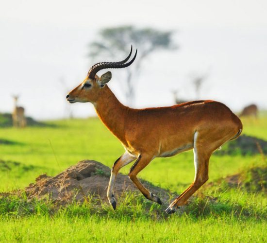 All safari animals