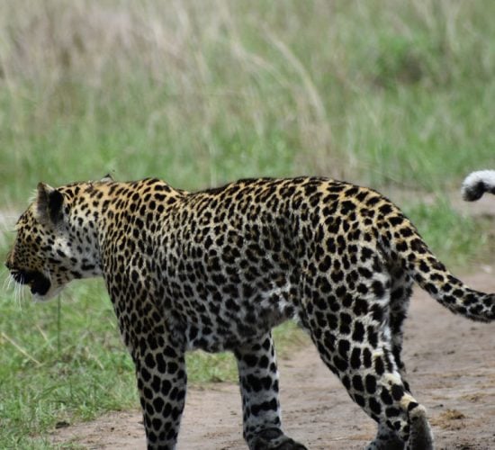 Small Group Adventure Safari