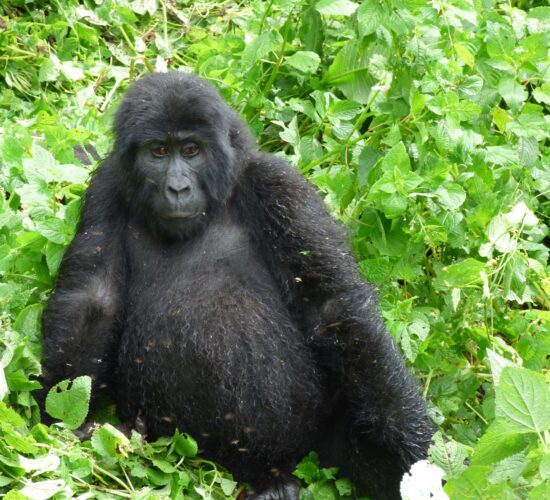 How to Book a Gorilla Permit Online