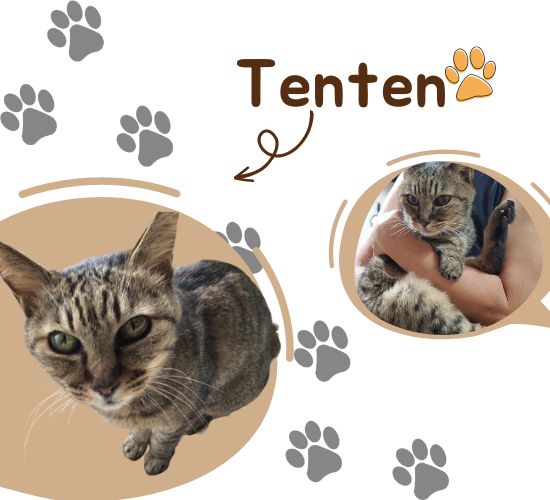 Heartwarming cat story