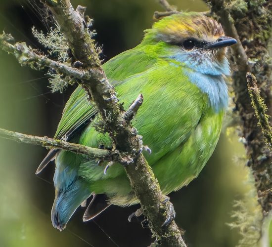 Gaurwers broadbill
