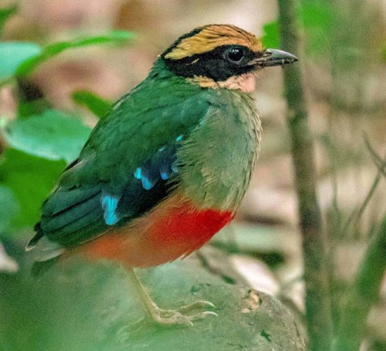 Green breast pitta