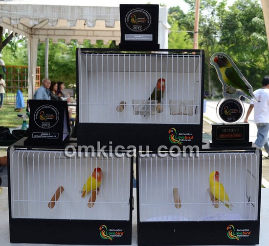 Lovebird Non-Klep