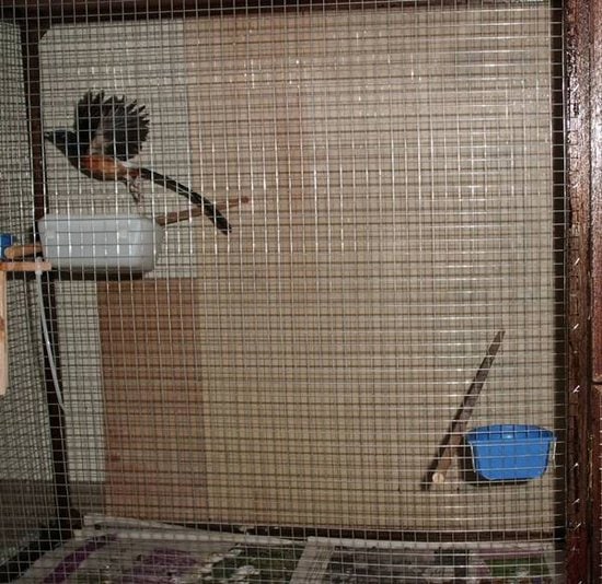 Burung murai batu didalam kandang karamba / aviary