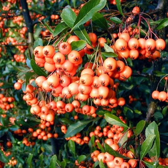 Firethorn 'UNC Dwarf'